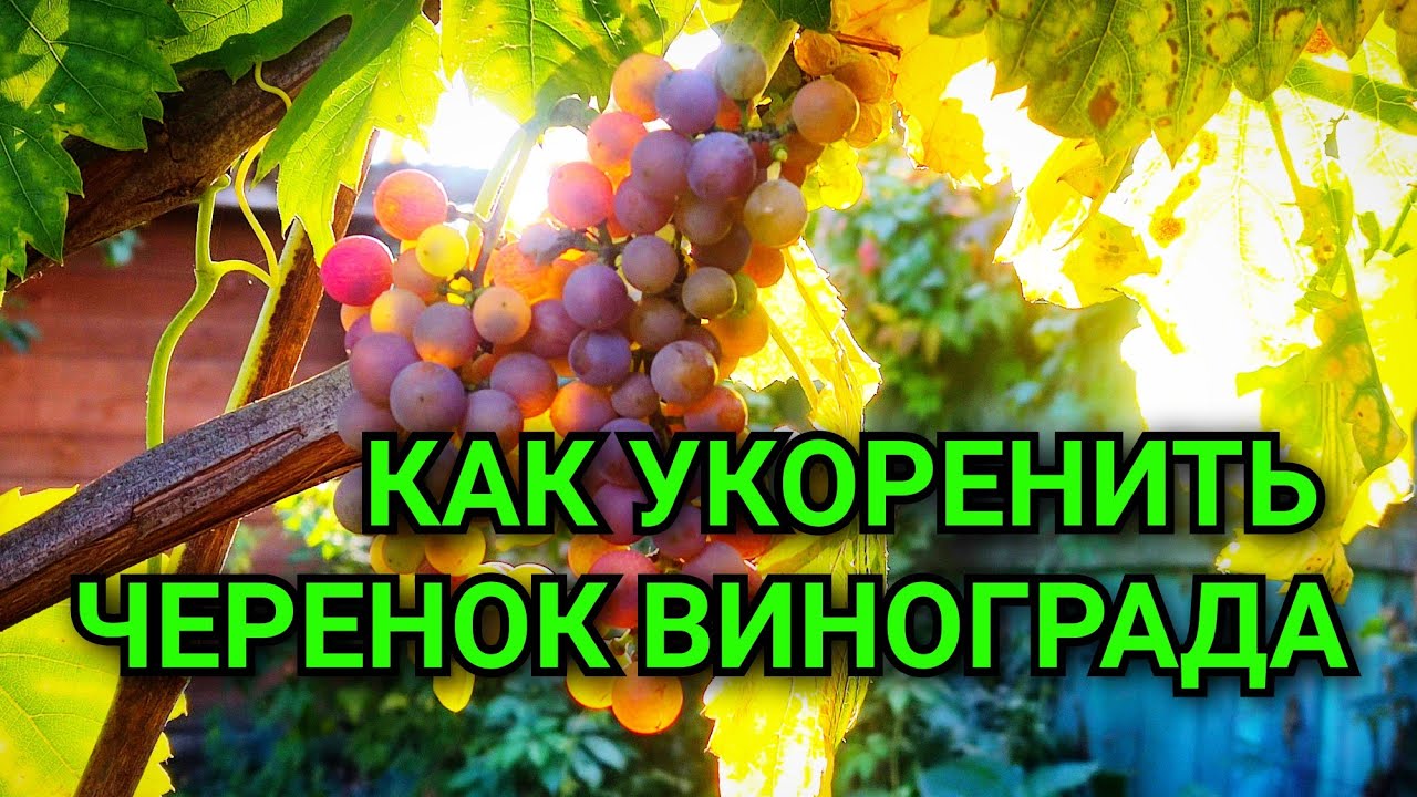 Ещё один способ укоренения черенков винограда #gardening 