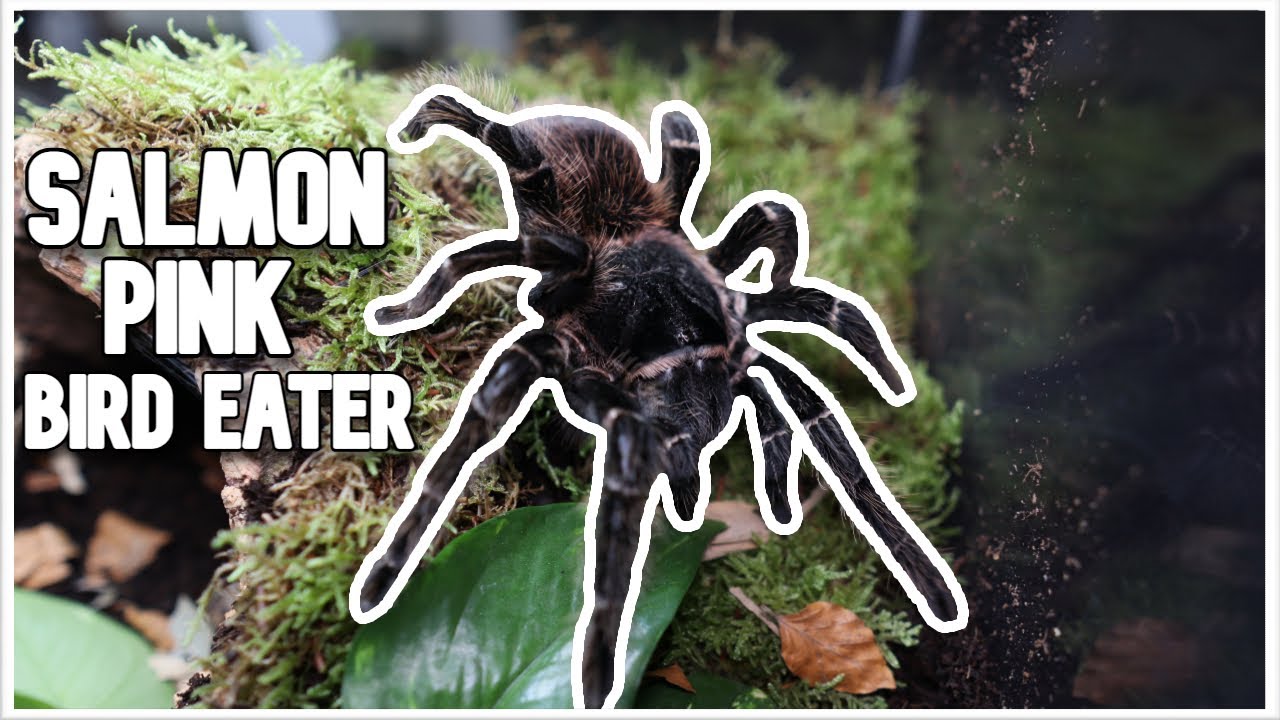 I Rescued A 20 YEAR OLD SALMON PINK BIRD EATING TARANTULA