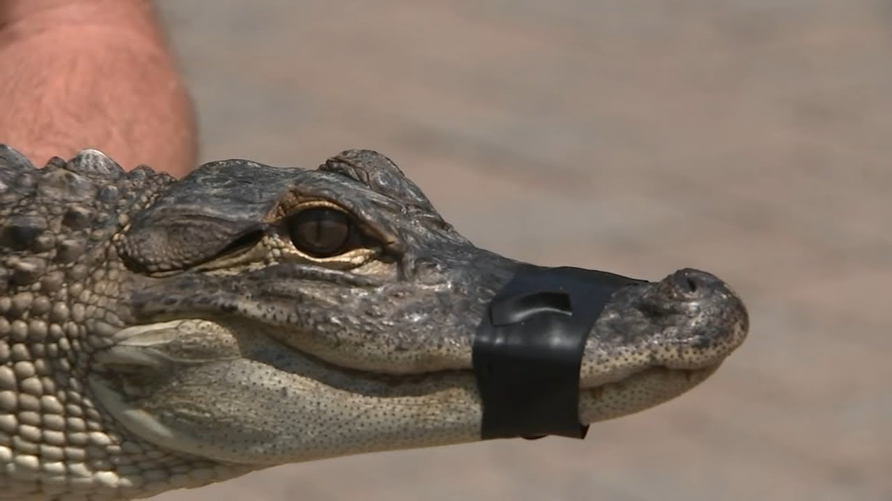 Alligator captured in Bucks County's Magnolia Lake