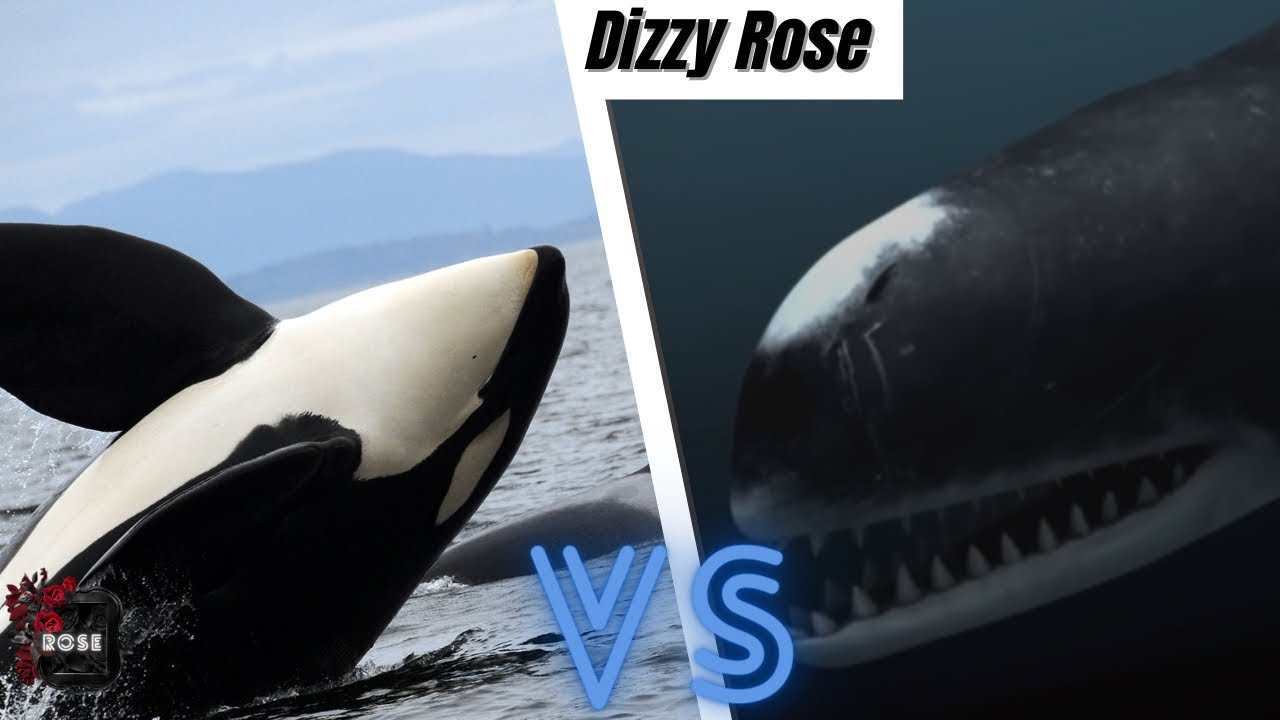 Orca vs Brygophyseter 2023