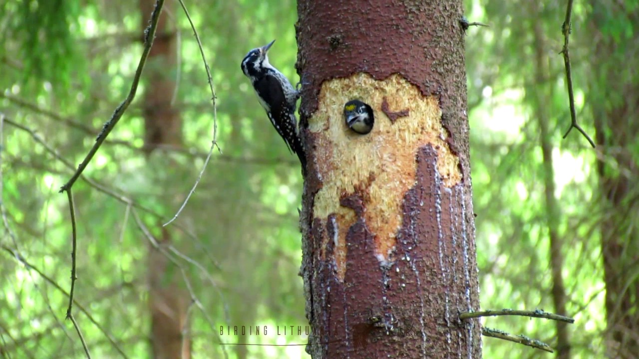 Birding Lithuania Tours