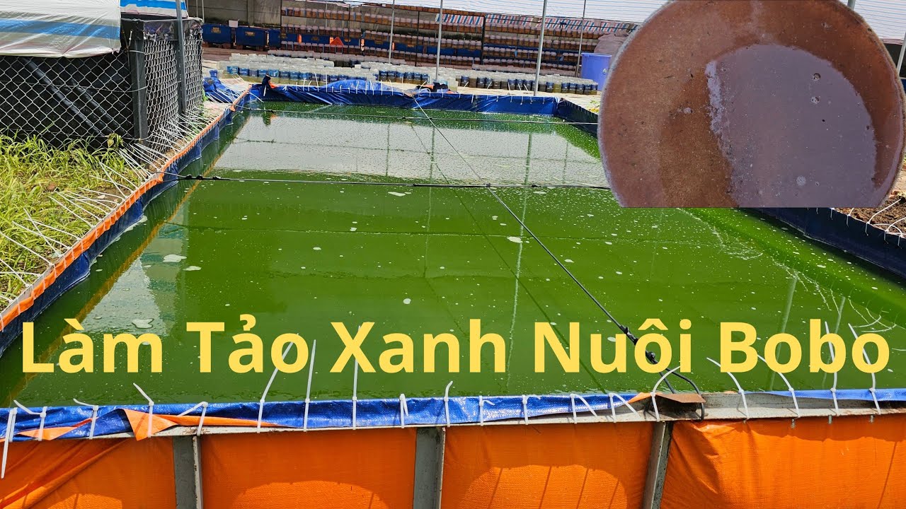Hướng Dẩn làm Tảo Xanh để nuôi bobo đạt số lượng lớn
