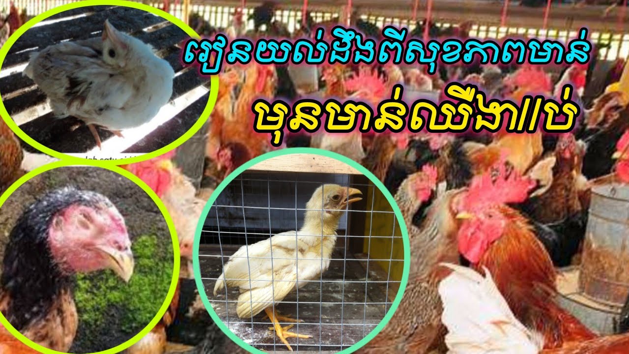 រៀនយល់ដឹងពីសុខភាពមាន់មុនមាន់ឈឺងា//ប់