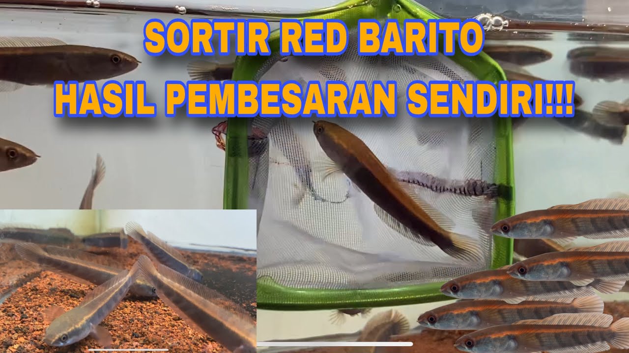 SORTIR CHANNA RED BARITO HASIL PEMBESARAN SENDIRI‼️KELEBIHAN CHANNA RED BARITO‼️