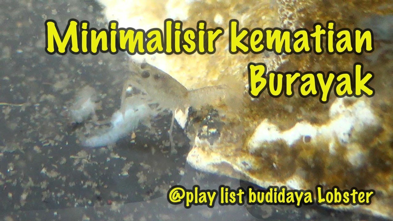 Jumlah burayak setiap indukan berapa ekor ya  ? (part 01) #budidayalobster #lobsterairtawar #cara