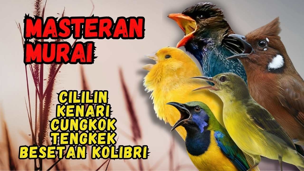 Masteran Murai Isian Cililin, Kenari, Cungkok, Tengkek, Besetan Kolibri