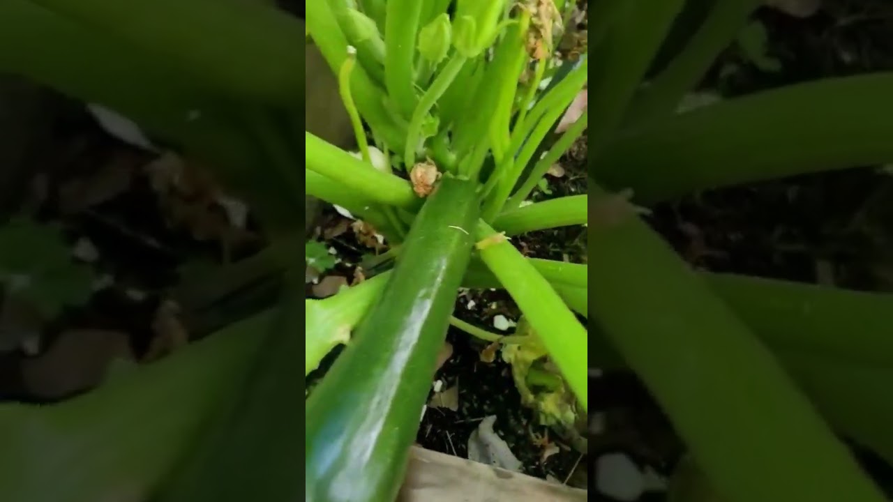 Clark's Cookery: Zucchini Picking
