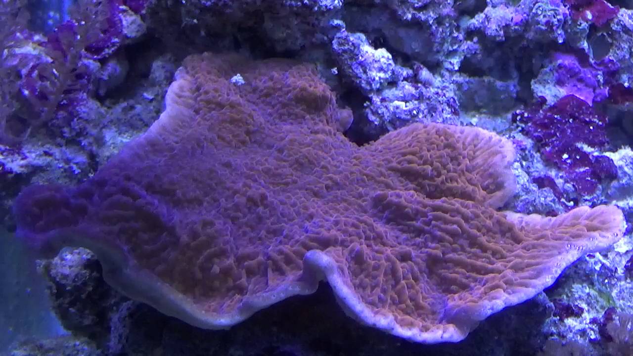 Montipora capricornis