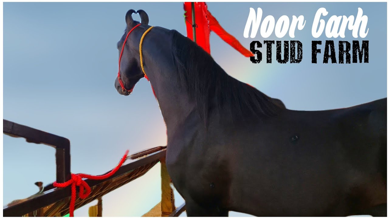 Noor Garh Stud Farm's Golden Rock, Mohini & Jas Baksh at Pushkar Horse Fair 2021