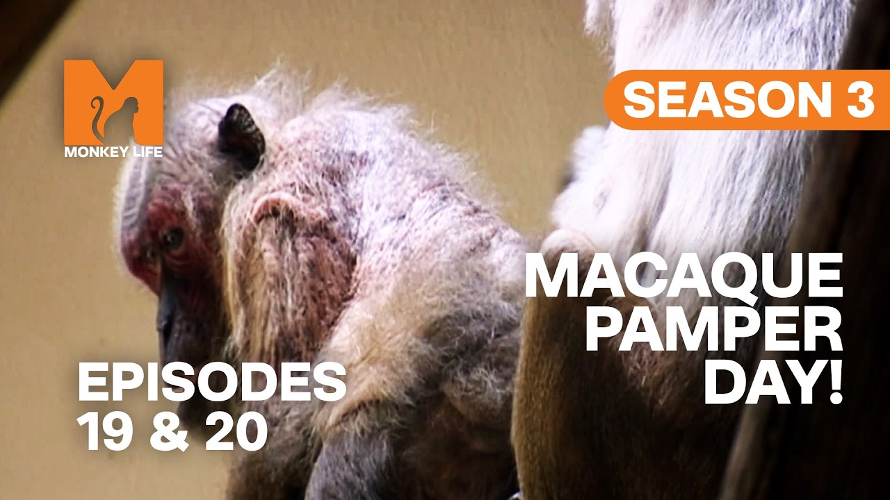 Balding Macaque Jonathan Finally Gets Help | Season 3 Episodes 19 & 20 | Full Episodes | Monkey Life
