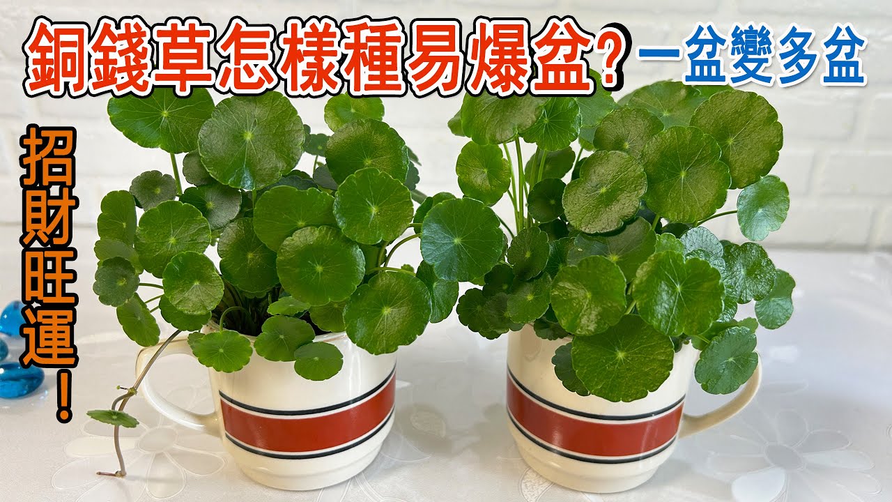 銅錢草最容易爆盆的種植方法，一學就會|一個月種植日記分享🪴🌈