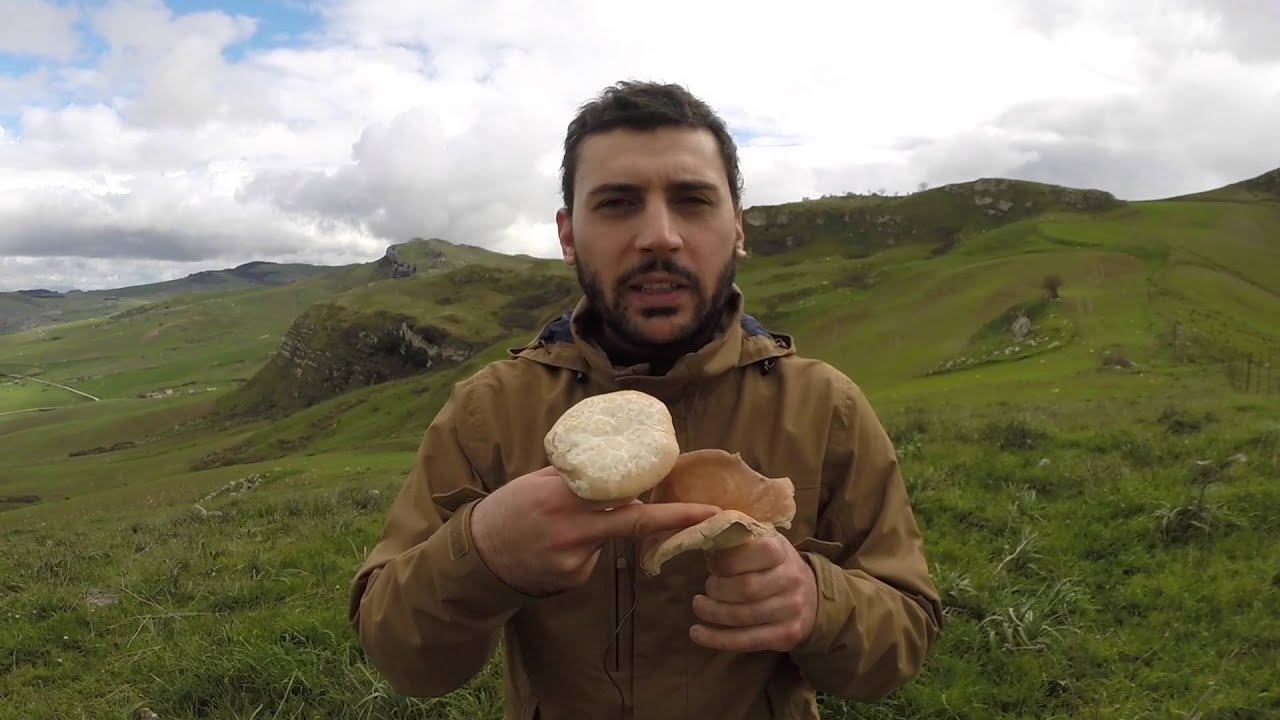 Pleurotus eryngii Var. Elaeoselinii (Fungo di Dabs)