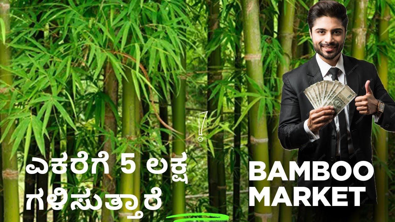 ಟೊಮೆಟೊ ಮತ್ತು ಇತರ ತರಕಾರಿ ಬೆಳೆಗಳಿಗೆ ಬಿದಿರಿನ ಕಂಬ- Bamboo Farming - DARVI GROUP
