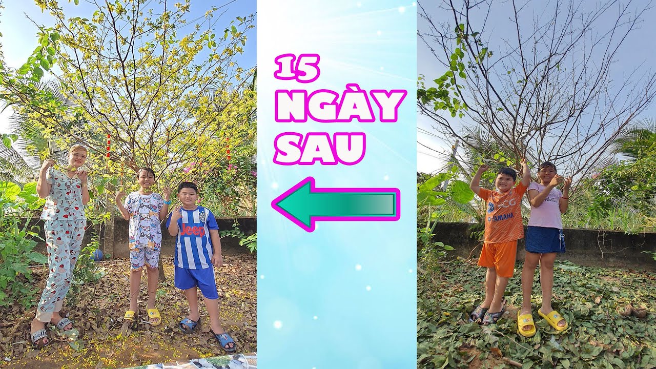 Quá Trình Lặt Lá Mai Đón Tết Vào Thời Điểm Nào Là Đúng | Trang And Vinh Family |