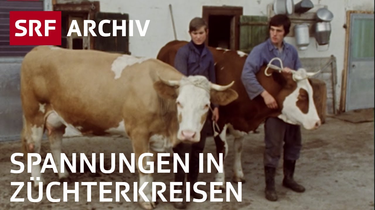 Viehschau im Simmental (1976) | Spannungen bei Züchtern | Landwirtschaft in der Schweiz | SRF Archiv