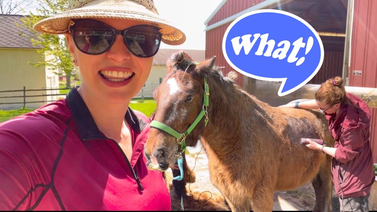 SHAVING OFF ALL OF MY GYPSY VANNER’S HAIR!!!