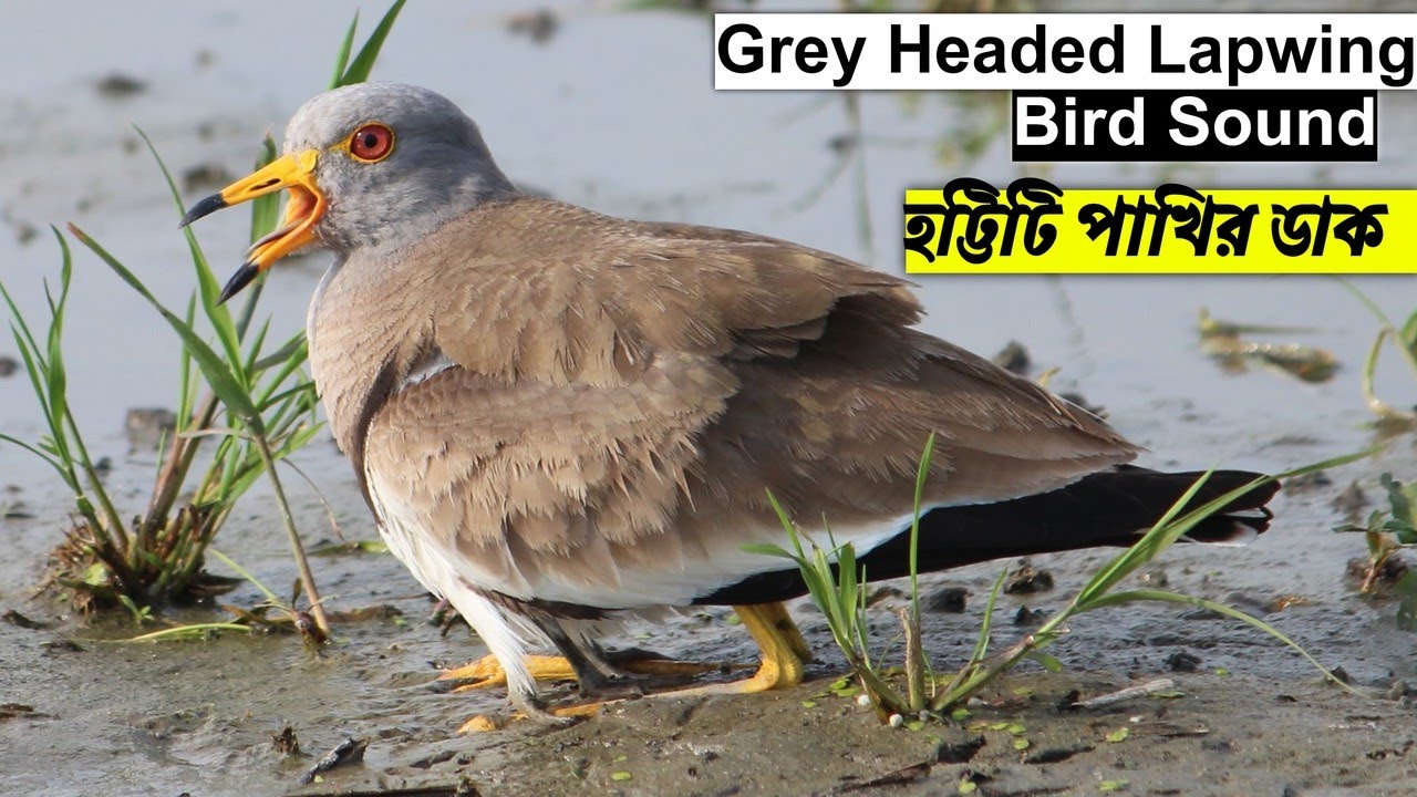 হট্টিটি পাখির ডাক রিংটোন | Grey Headed Lapwing Bird Sound | Titahari ki Awaaz @wildindiamit
