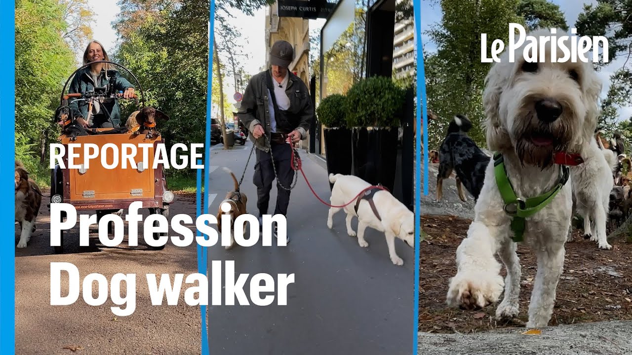 « Dog walker» , un métier en plein boom