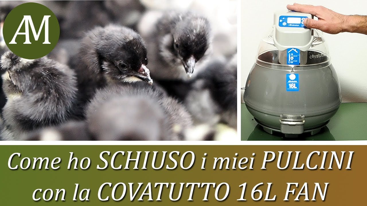 Far nascere i pulcini con l'incubatrice covatutto 16L fan di Novital