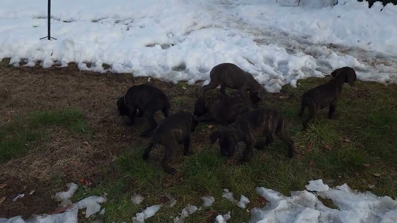 🔥 MEDUSA LITTER UPDATE | CANE CORSO PUPS AVAILABLE 🔥