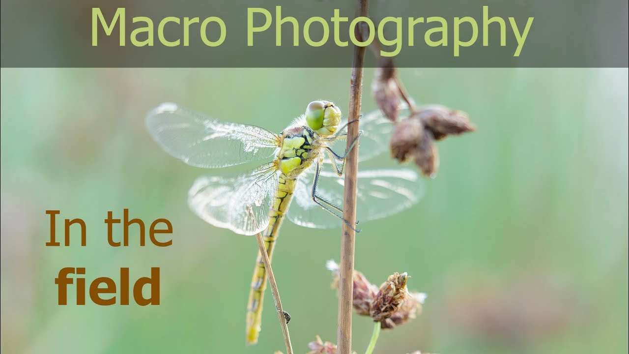Insect Photography (and Macro Comparison Shots With & Without Canon 1.4x Extender)
