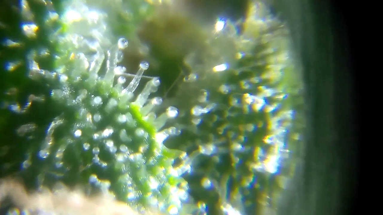 A close up on the trichomes Pineapple Express