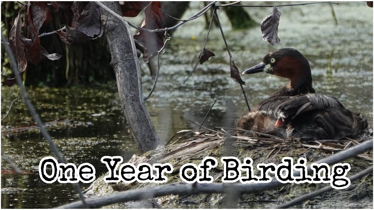 Birding Adventure at Marina Grove | One Year of Birding | Birding in Singapore