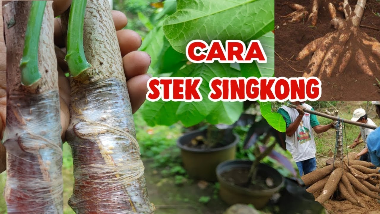 Singkong Kingkong Sambung Singkong Karet Hasil Bisa 50kg+ Per Pohon