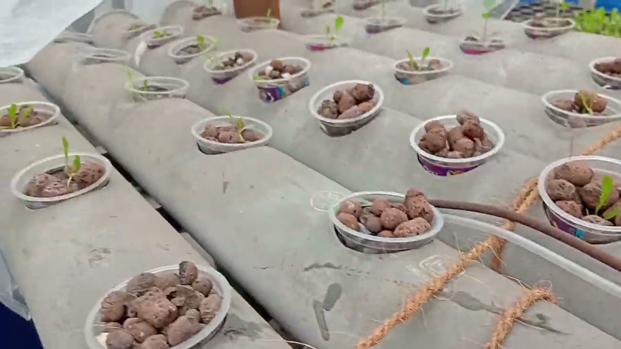 Urbagrow Aquaponics Rooftop food garden update 6 Jan 2026