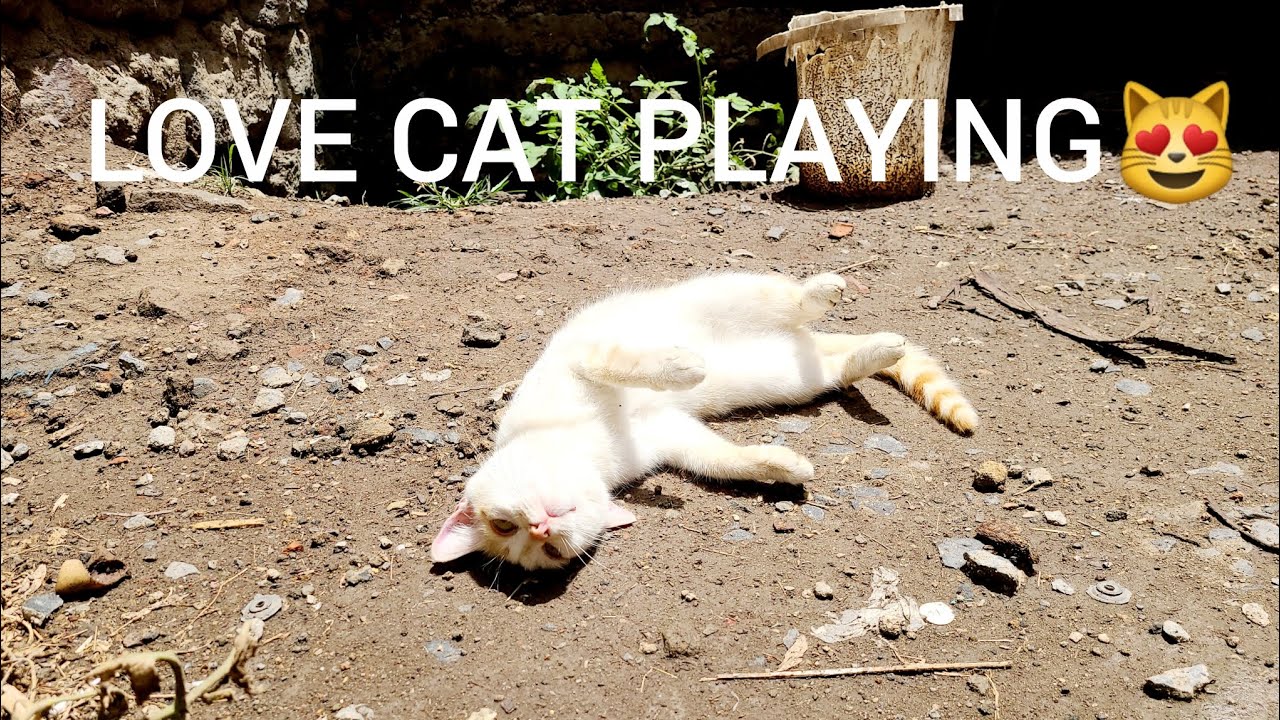 LOVE CAT😻PLAYING IN THE SUN🌞 