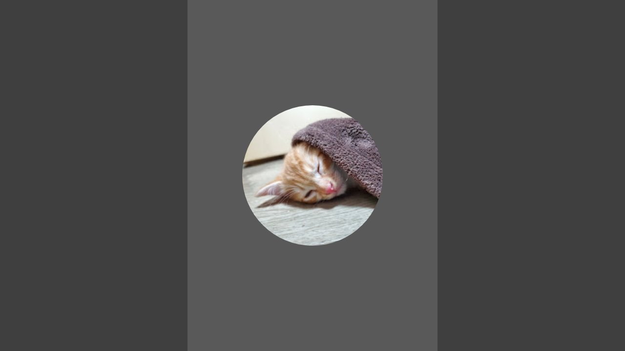 おばあちゃん猫のライブ配信！(無言・無音)Elderly Cat Live Stream