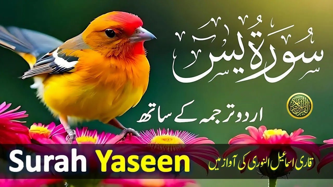 Surah Yasin ( Yaseen ) with Urdu Tarjuma | Quran tilawat | Ep-016| Quran with Urdu Hindi Translation
