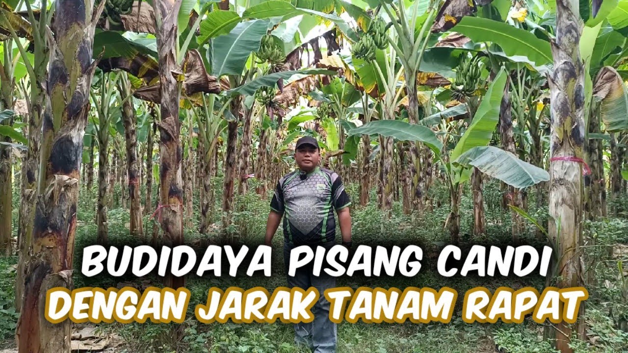 Tanam Pisang Candi Dengan Jarak Tanam Rapat Agar Kuantitas Lebih Banyak