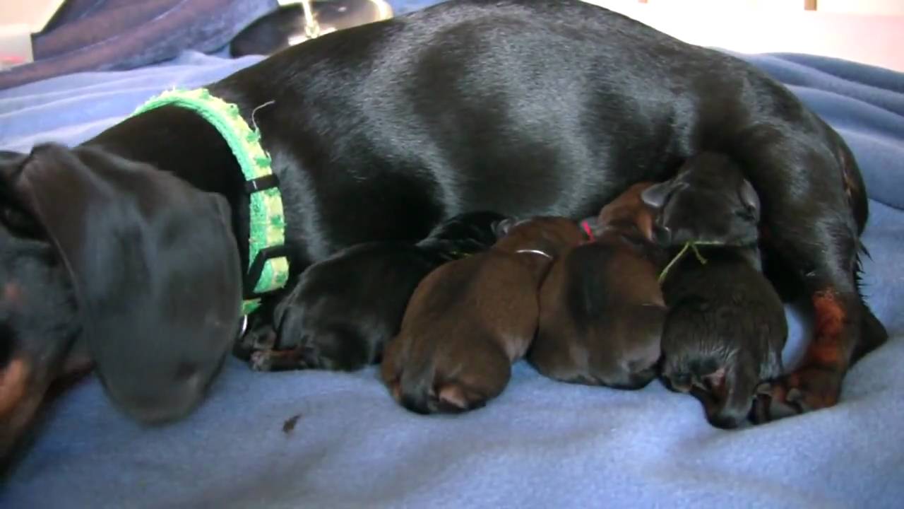 Dachshund- 4th Puppy Birth