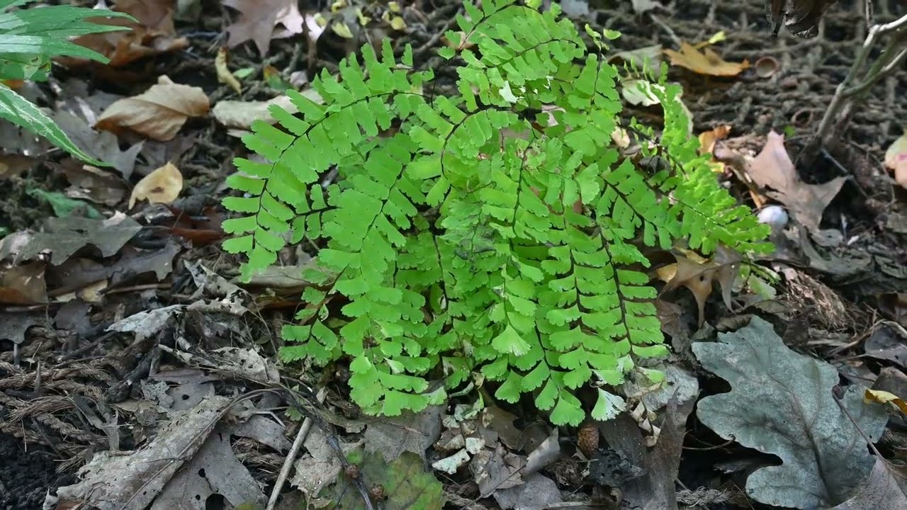 Xanthium strumarium, Lycopus europaeus, Artemisia vulgaris, Fallopia scandens, Adiantum pedatum