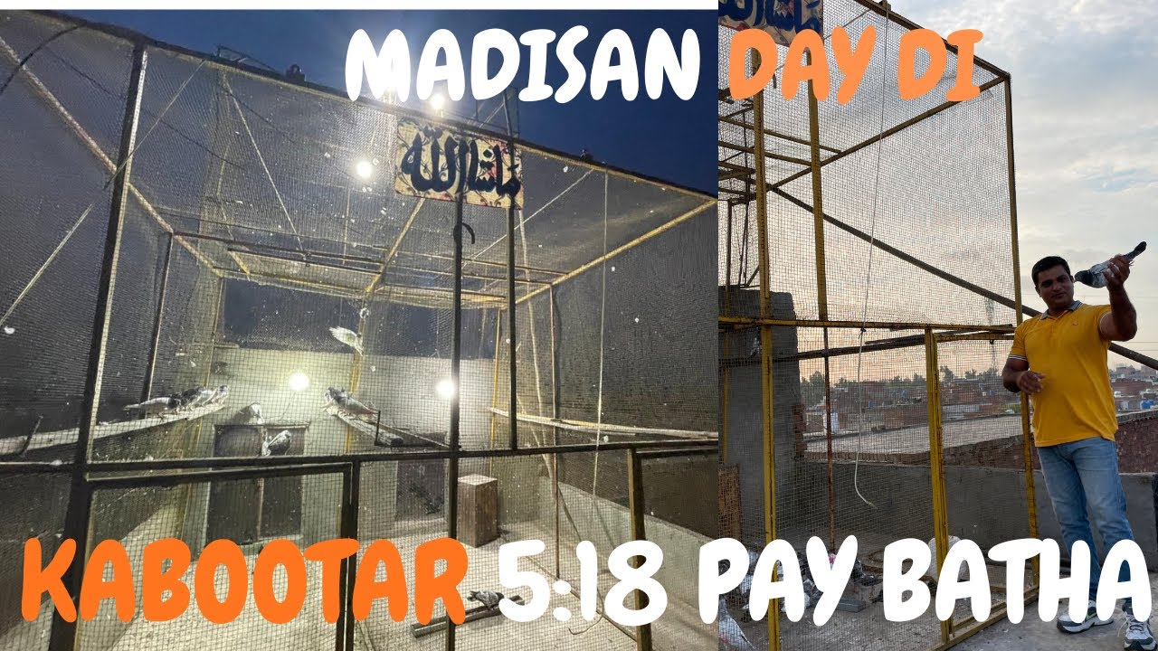KABOOTAR KO MADISAN DI SHAM 5:18 PAY BATHA#pigeon #bird #viralvideo #kabutar #viral #kabootar #pet