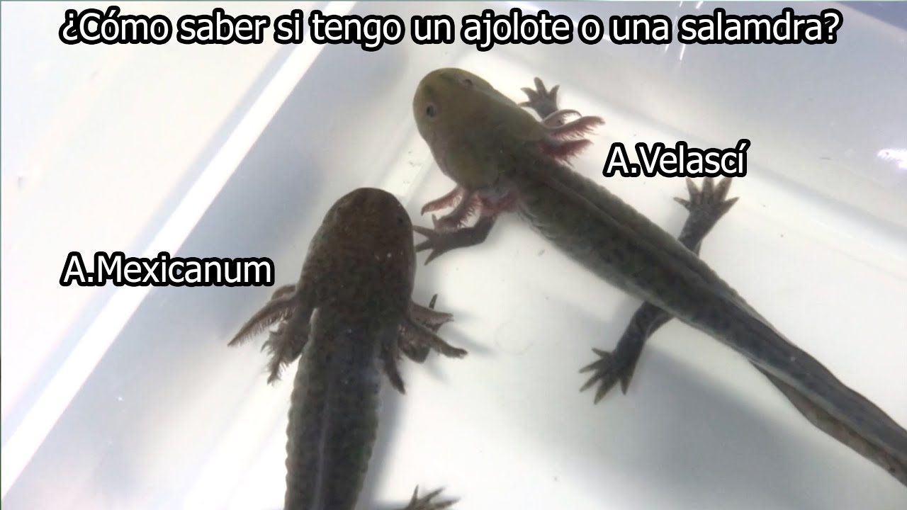 Como saber si tengo un Axolotl o una Salamandra/Todo sobre los Velascí
