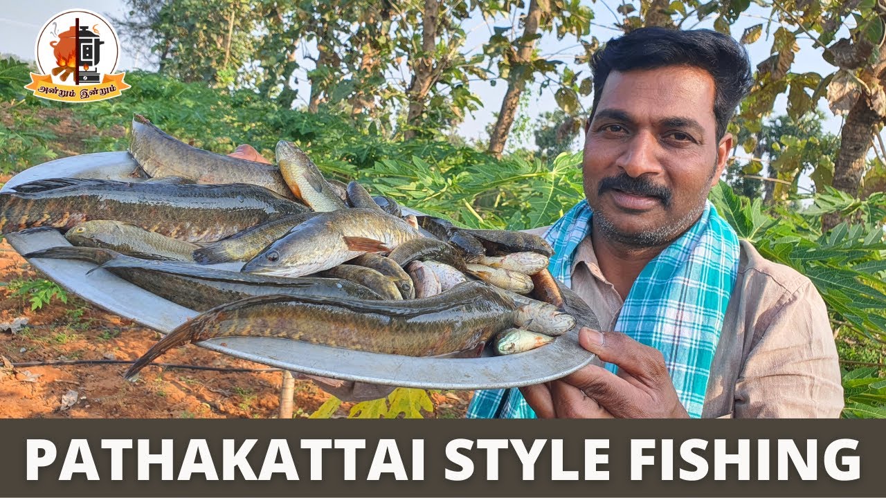மண்சட்டியில் செய்த விரால்  மீன் குழம்பு | Pathakattai Fish catching | Fish Gravy | Mams Krishnan