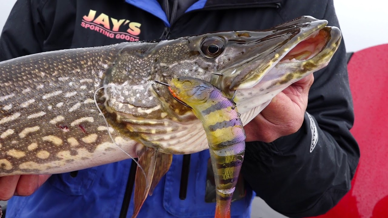 PinPointing Post-Spawn Pike     Fishing 411 TV