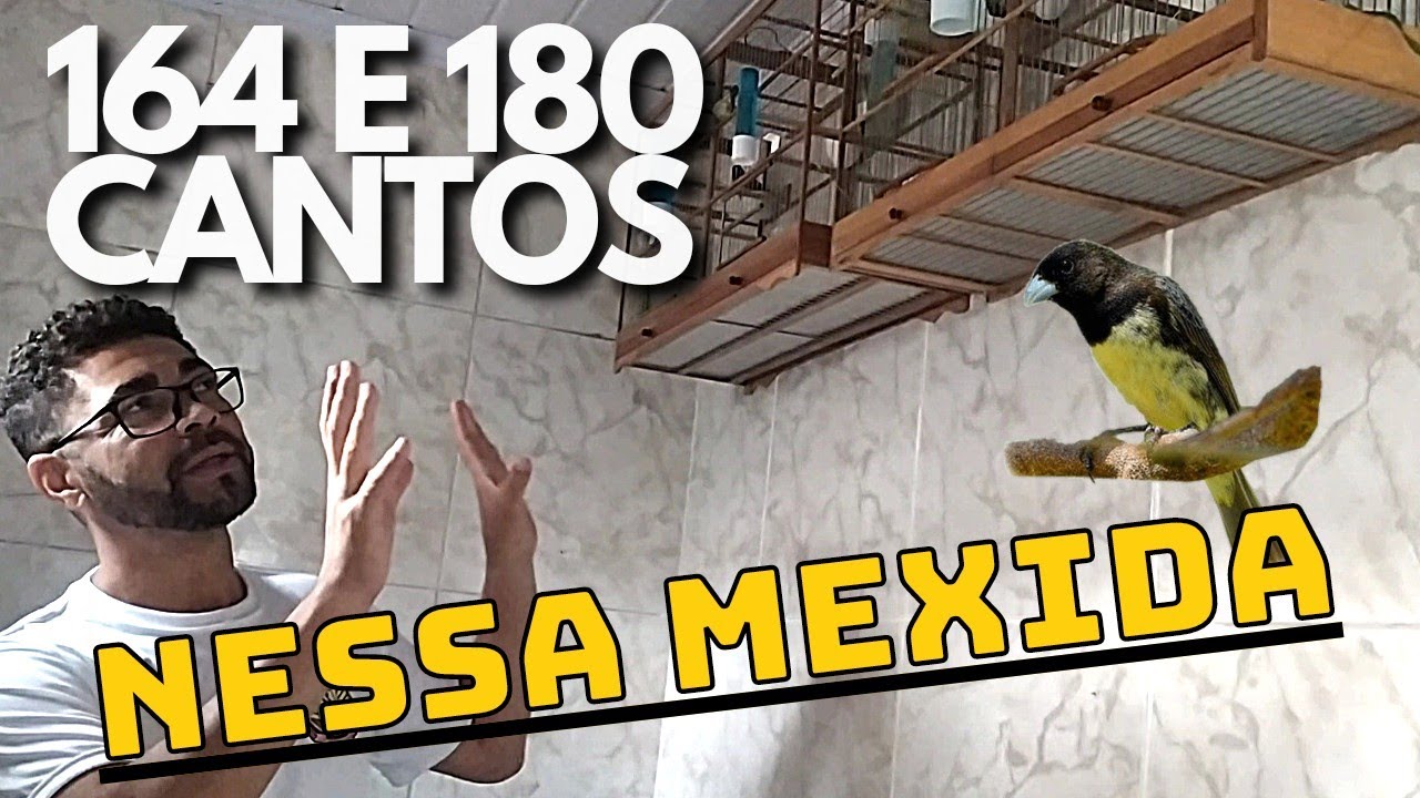 deu 180 cantos, nova MEXIDA do coleiro baiano CASSINO!