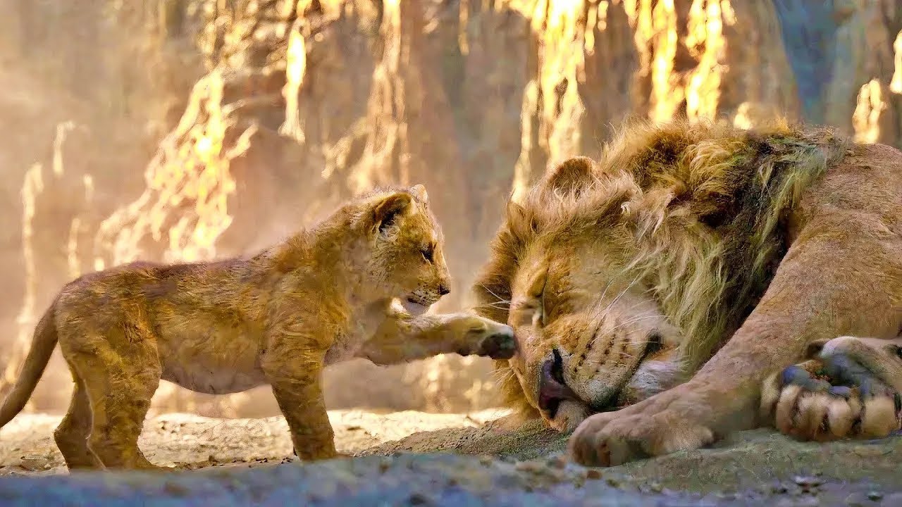 Le roi des lions : La v&eacute;rit&eacute; derri&egrave;re l&rsquo;histoire de ce petit lionceau | film complet en fran&ccedil;ais