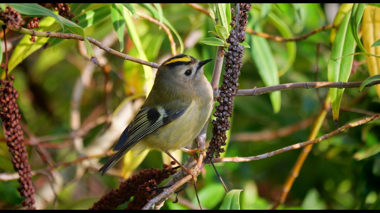 goldcrest
