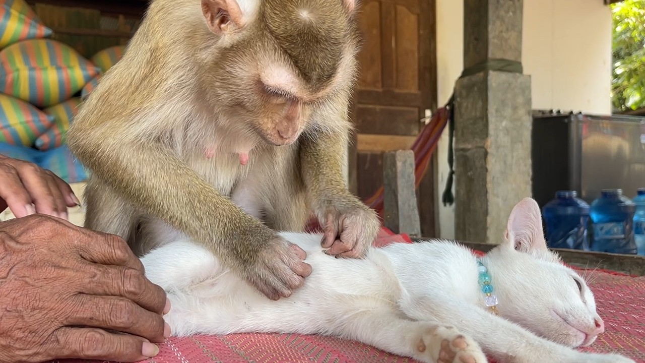 Malika Sleepy While Zueii & Grandpa Catch Flea Grooming It