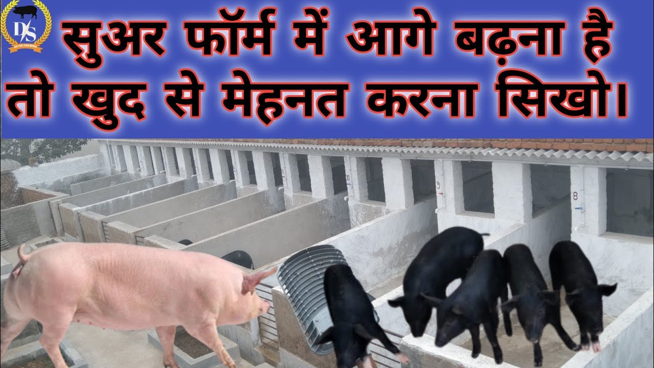 सुअर फॉर्म में आगे बढ़ना है तो खुद से मेहनत करना होगा।
