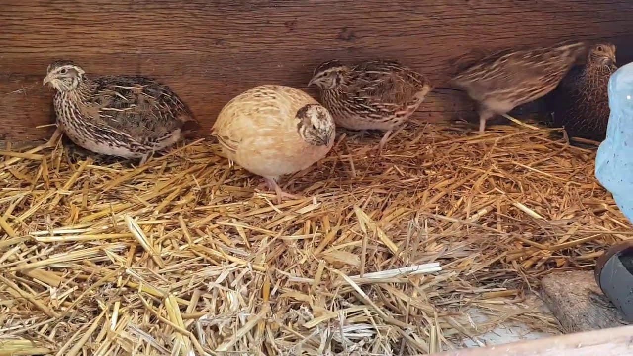 Sobota z przepiórkami #4 Wstęp do żywienia przepiórek japońskich