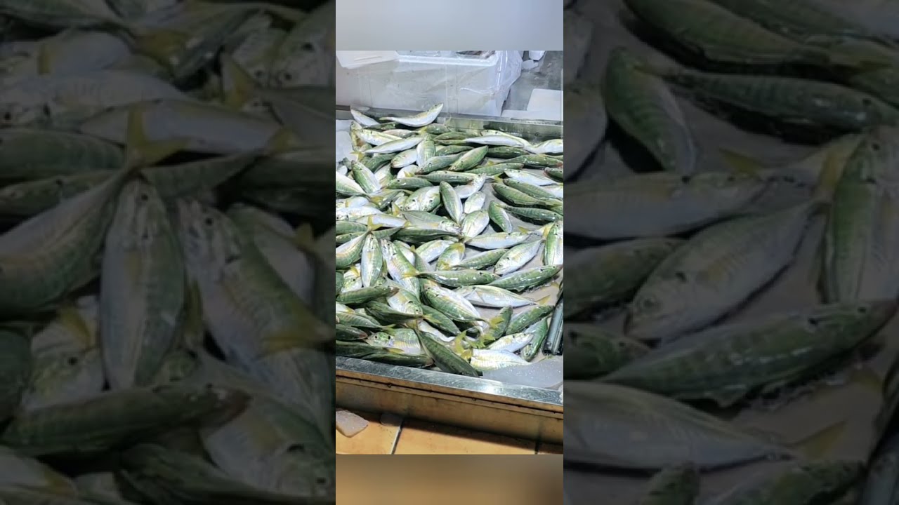 داخل حراج الأسماك | مشاهد مباشرة
