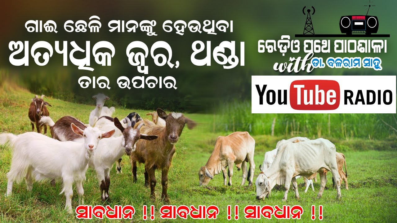 ଗାଈ ଛେଳିଙ୍କୁ ହେଉଥିବା ଥଣ୍ଡା ଜ୍ୱର ଓ ତାର ଉପଚାର || EP 13 || Radio Pathe Pathasala with Dr. Balaram Sahu.