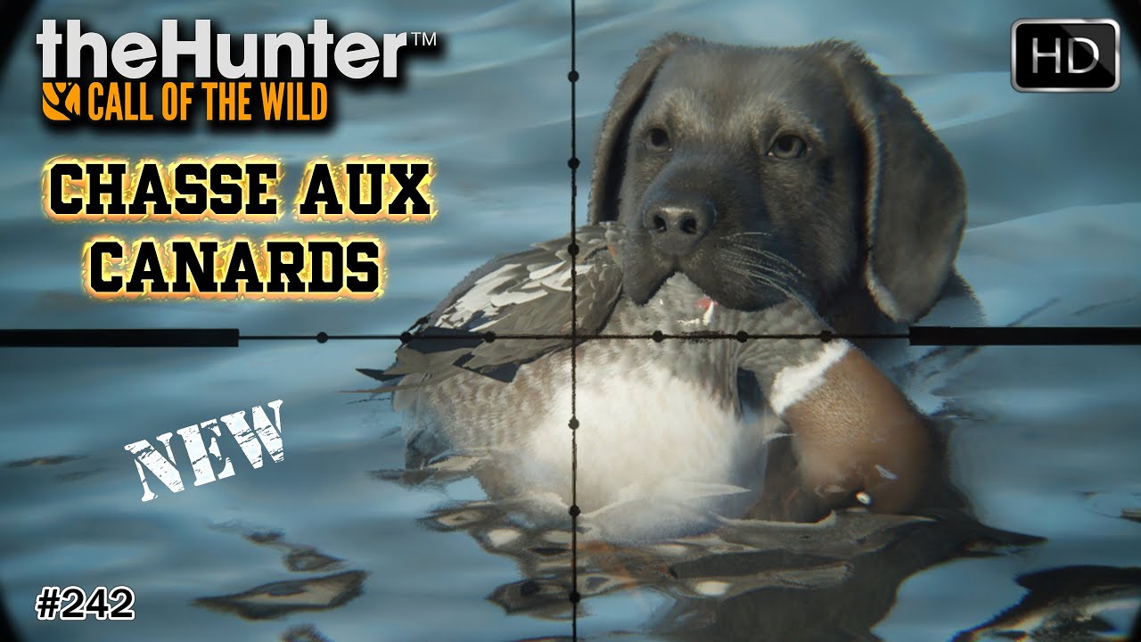 THEHUNTER CALL OF THE WILD #242 ON SORT LES LABRADORS POUR UNE CHASSE AUX CANARDS !