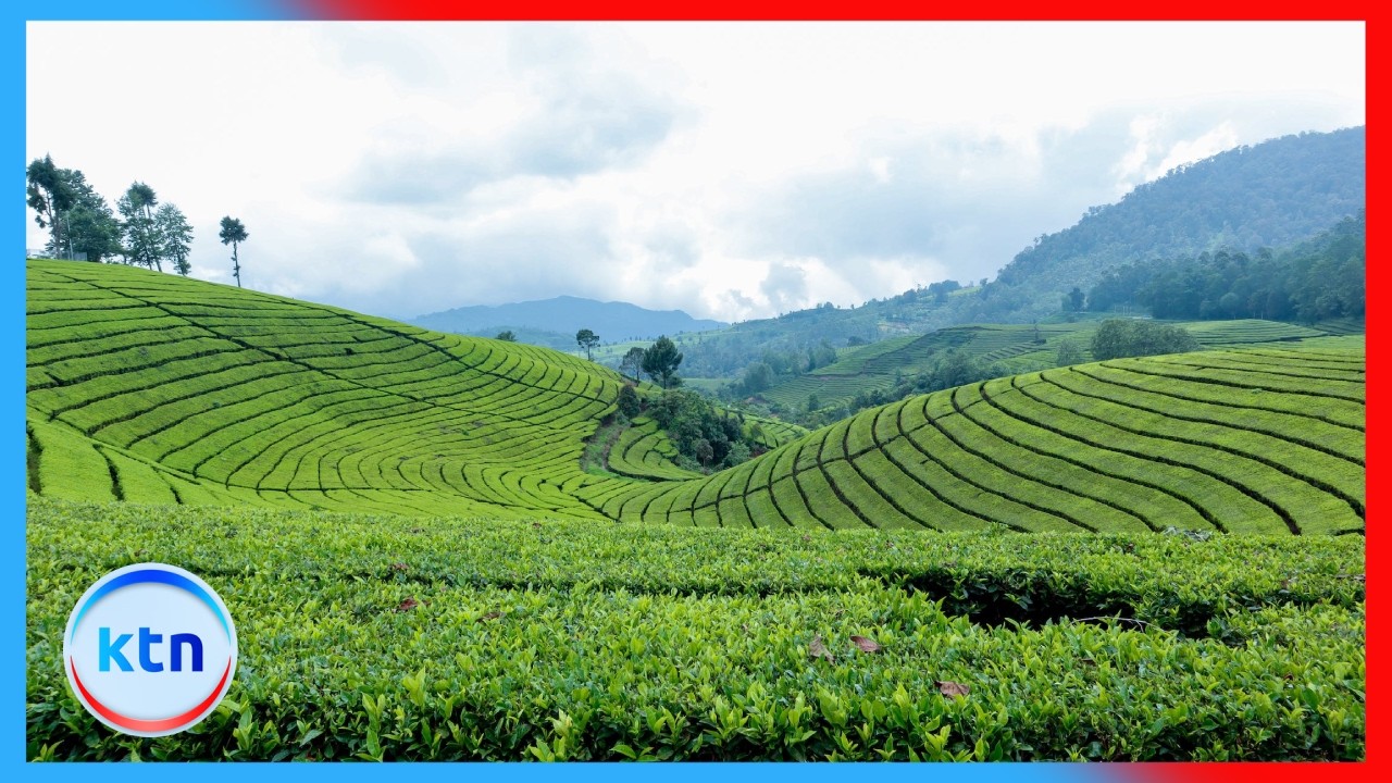 KTDA warns tea Sector of major crisis as fuel hikes and Middle East conflict disrupt exports