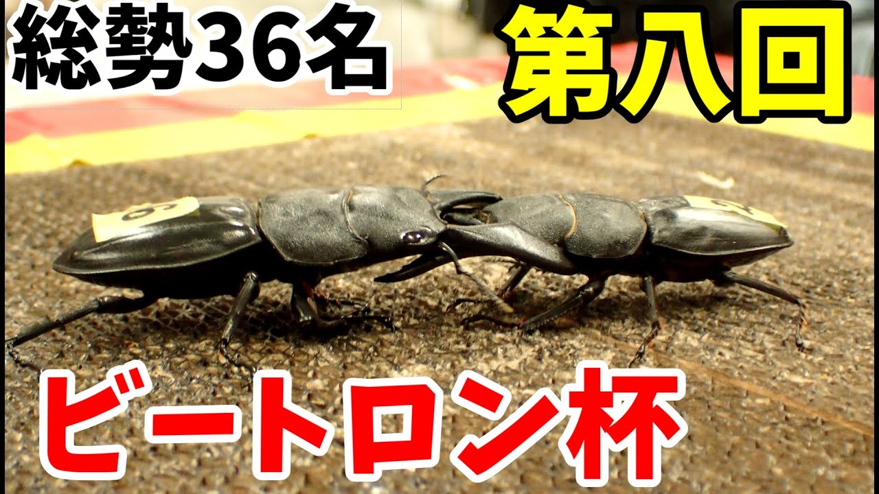 クワガタ相撲大会 第8回ビートロン杯